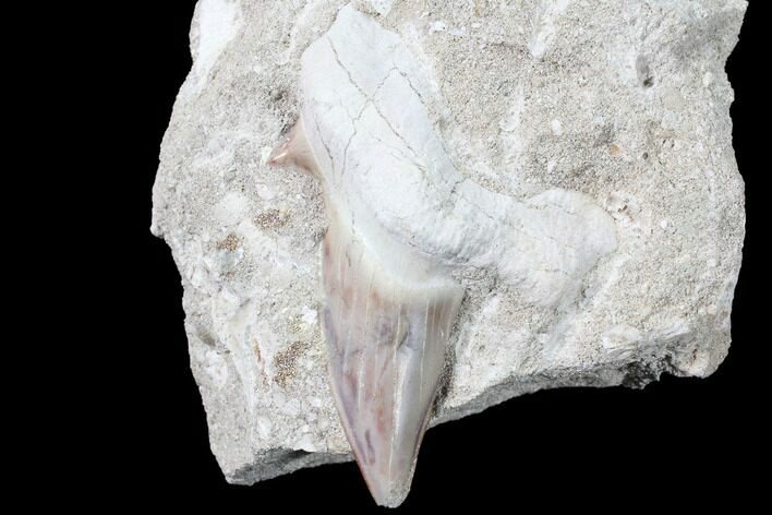 Otodus Shark Tooth Fossil In Rock - Eocene #87003